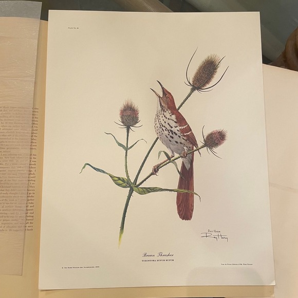 Other - Ray Harm Signed Brown Thrasher Print‎ "Yurokoma Rufum" Wildlife Art